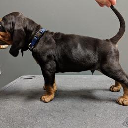 Black and Tan Coonhound and Bracco Italiano Puppies from Old Soul Black & Tan Coonhounds