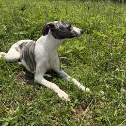 Athos - White and fawn brindle male Whippet puppy in London, Kentucky from Hertzog  Whippets