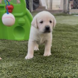 Pink Collar - Yellow female Labrador Retriever puppy in Nampa, Idaho from Gem State English Labrador Retrievers