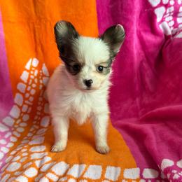 Ava's white and sable girl - White and sable female Papillon puppy in Shirley, Arkansas from Lucky Pups