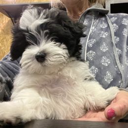 Havanese Puppies from Coraz’on Havanese