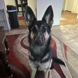 German Shepherd All Grown Up from Freiheit Von Himmel  Shepherds