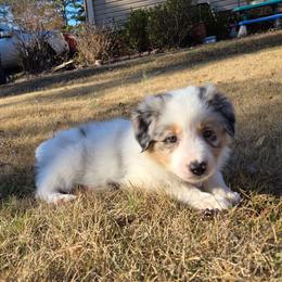 Bobba - Blue merle male Border Collie puppy in Piedmont, South Carolina from Soaring Borders Border Collies