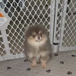 Duo - Lavender male Pomeranian puppy in Meherrin, Virginia from Traveling Poms