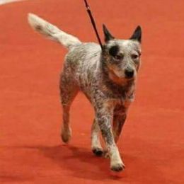 Australian Cattle Dogs and Xoloitzcuintli from Tailwynd Kennels