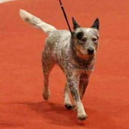Australian Cattle Dogs and Xoloitzcuintli from Tailwynd Kennels