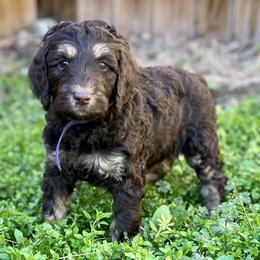Bernedoodles, Dachshunds, and Poodles from Chocolate Pet Connection