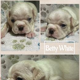 Betty White - Seal and white female Boston Terrier puppy in Brazos Point, Texas from TX Southern Belle Bostons