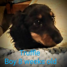 Dachshund Puppies from Weenie Wonders Hounds