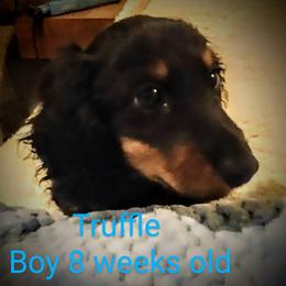 Dachshund Puppies from Weenie Wonders Hounds