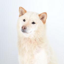 Sodikken - Shiba Inu