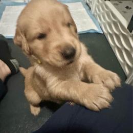 Yellow Collar - Golden male Golden Retriever puppy in Tulsa, Oklahoma from Triple J Goldens, LLC