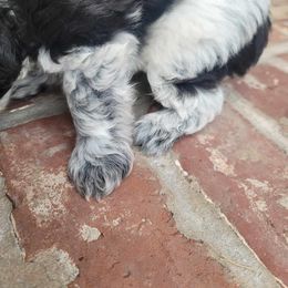 Miniature Schnauzer Puppies from B & B Miniature Schnauzers