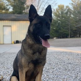 Tilla - Belgian Malinois
