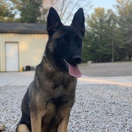 Tilla - Belgian Malinois