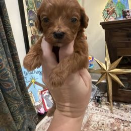 Girl 4 - Red  female Goldendoodle puppy in Meridian, Mississippi from Magnolia Poodles and Doodles
