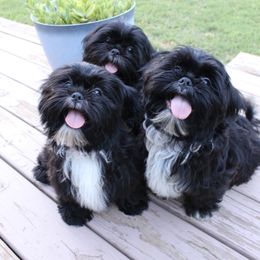 Toy Australian Shepherd puppies from Wilkers Wholehearted Mini Aussies
