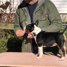 Bull Terrier Puppies from Bally Bull Terriers