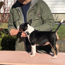 Bull Terrier Puppies from Bally Bull Terriers