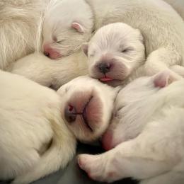 Samoyed Puppies from Hursley Manor Samoyeds