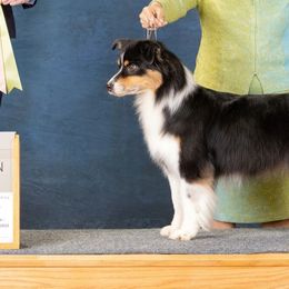 Australian Shepherds, Great Danes, and Rhodesian Ridgebacks from Winners Circle Kennel