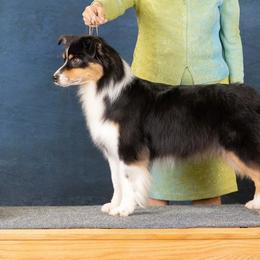 Australian Shepherds, Great Danes, and Rhodesian Ridgebacks from Winners Circle Kennel