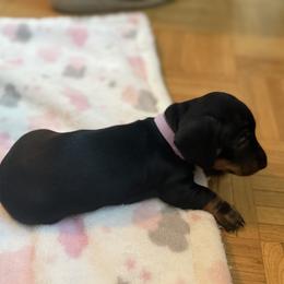 Girl 3 - Black and tan female Dachshund puppy in Glendale, Arizona from R & M Dachshunds