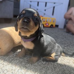 Dachshund Puppies from Carranza Puppy Farm