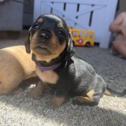 Dachshund Puppies from Carranza Puppy Farm