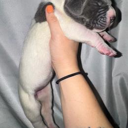Nightmare - Blue female Great Dane puppy in Latrobe, Pennsylvania from Country Danes