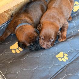 Boy 5 - Lt whtn brn nose male Rhodesian Ridgeback puppy in Greenville, Ohio from Masai's Pride Rhodesian Ridgbacks