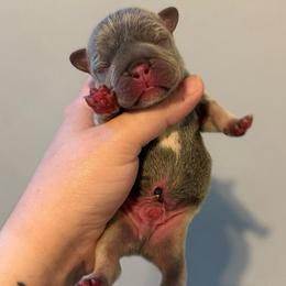 Boy 2 - Tricolors male French Bulldog puppy in Grafton, Ohio from K&J Frenchies