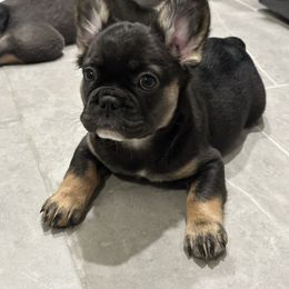 Coco - Black and tan female French Bulldog puppy in Allen, Texas from Chanel & Co Frenchies