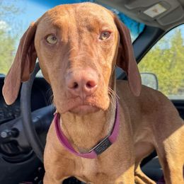 Vizsla puppies from Parker Ranch