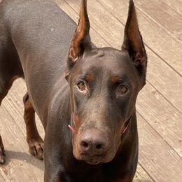 Cora - Doberman Pinscher