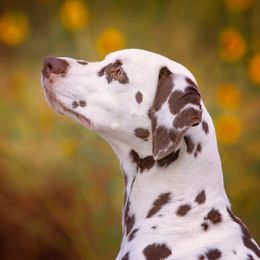 Mirajane - Dalmatian