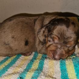 Boy 1 - Dapple male Dachshund puppy in Fritch, Texas from The Weenie Farm