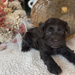 Willow - Brown and white female Cockapoo puppy in Aurora, Missouri from Sweet Peach Puppies