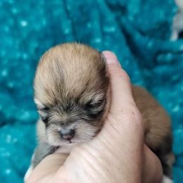 Girl 1 - Pomeranian puppy from CP Kennels