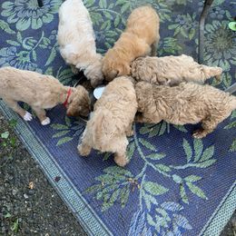 Double Doodle Puppies from Riverside Doodles in Seattle