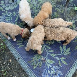 Double Doodle Puppies from Riverside Doodles in Seattle
