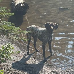 Echo - German Shorthaired Pointer