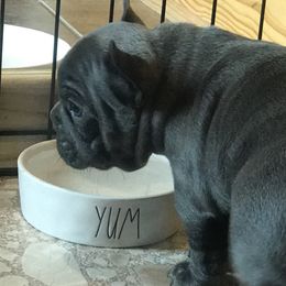 French Bulldog Puppies from Crooked C Ranch