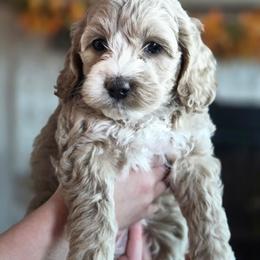 Honey - Buff and white female Cockapoo puppy in Rutherford County, North Carolina from Simply Grace Farms