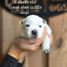 Girl 1 - Blue female Australian Cattle Dog puppy in Monroe, North Carolina from Creek View Cattle Dogs