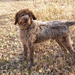 Wirehaired Pointing Griffon All Grown Up from Ear Mountain Griffons