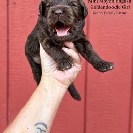 Mazzio Chocolate English - Chocolate female Goldendoodle puppy in Grove, Oklahoma from Guinn Family Farms