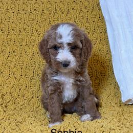 Sophia - Red  female Goldendoodle puppy in Estesburg, Kentucky from Wet Goldendoodle Kisses