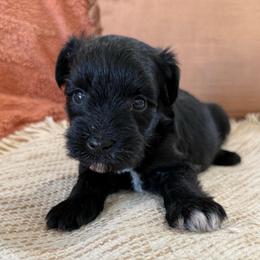 Onyx - Black male Miniature Schnauzer puppy in La Mirada, California from SchnauzersRus