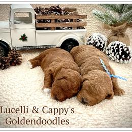 Goldendoodle puppies from Point Breeze Doodles, LLC
